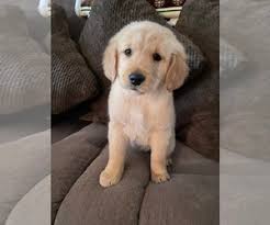 We are not a puppy mill! Golden Retriever Puppies For Sale Near Washington Georgia Usa Page 1 10 Per Page Puppyfinder Com