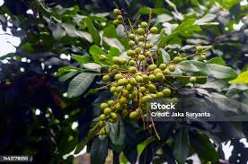 Image result for Eriocoelum