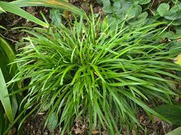 Image result for Carex sp.no.1