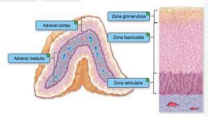 Endocrine Lecture Flashcards Quizlet