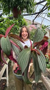 Image result for Podranea brycei