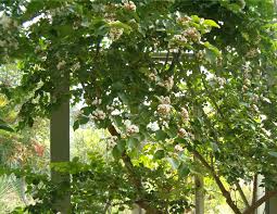 Image result for Carissa spinarum