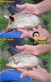 Peixe Com Focinho De Porco Capturado No Rio Grande Do Norte Farsa