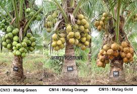 Industri kelapa di malaysia mempunyai prospek yang sangat cerah berdasarkan peningkatan permintaan terhadap produk hiliran kelapa dari dalam dan luar negara. Anak Benih Kelapa Matag Hijau Rizq Samudera Ventures Facebook
