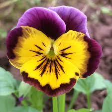 Viola X Wittrockiana Historic Florist Pansies Mixed Pansy Historic Florist Pansies Mixed In Gardentags Plant Encyclopedia