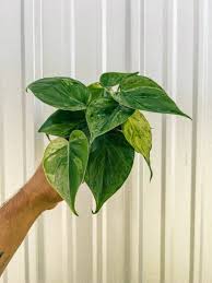 Image result for Philodendron