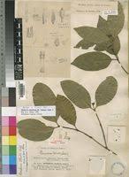 Image result for Orthopichonia barteri