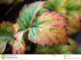 A Beautiful And Small Leaf Of Crimson Bush Began To Turn Yellow And Color In Different Shades Stock Photo Image Of Natur Small Leaf Plant Leaves Photo Image