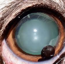 Image result for Isoglossa cataractarum