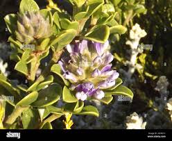 Image result for Dalbergia bracteolata