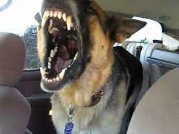 German shepherd dogs are full of energy, playful, intelligent an. Solo The German Shepard Growling And Showing His Big Teeth Youtube
