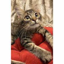 Medium Hair Tabby Kitten Foster Cat With Big Huge Eyes Tabby Cat Orange Tabby Cats Foster Cat