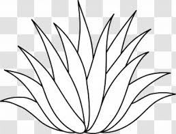 .agave quatrocolori & queen victoria aloe spinosissima & perfoliata aloe vera 50/60cm bougainville piramide & bolvorm brahea armata 150cm chamaerops humilis citrus caviar 130cm. Aloe Vera Queen Victoria Agave Azul Medicinal Plants Leaf Plant Transparent Png
