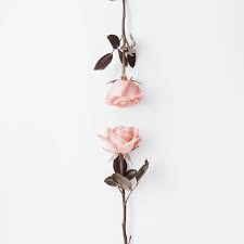 Pin By Karla On Guller Beautiful Flowers Art Love Flowers