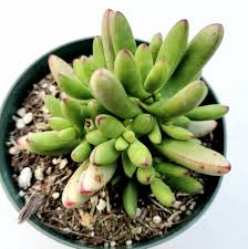 Image result for Crassula granvikii