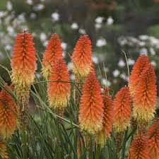 Image result for Kniphofia princeae