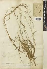 Image result for Capillipedium