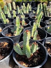 Image result for Euphorbia