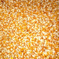 We did not find results for: Jagung Kristal 1 Kilo Bulat Kecil Pakan Burung Merpati Ayam Shopee Indonesia