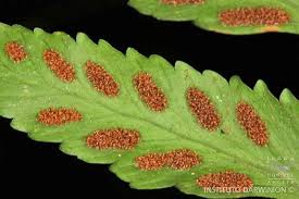 Image result for Asplenium inaequilaterale