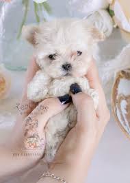 Micro Teacup Maltese Puppy By Teacup Puppies Boutique Teacupmaltese Microteacupmaltese Maltese Pup Teacup Puppies Maltese Maltese Puppy Teacup Maltese