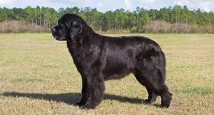 Find newfoundland in dogs & puppies for rehoming | 🐶 find dogs and puppies locally for sale or adoption in canada : Newfoundland Dog Dog Breed Profile Petfinder