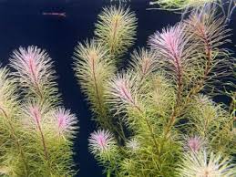Image result for Rotala tenella