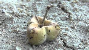 Image result for Spirostachys africana