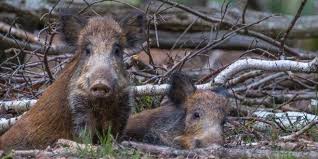 Notizie, video, foto e approfondimenti. Sardegna Psa Il 27 Giugno Scadono Iscrizioni Per Poter Partecipare Alla Caccia Al Cinghiale Iocaccio It