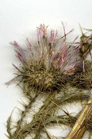 Image result for Carduus leptacanthus