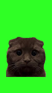 sad cat #Meme #MemeCut #CapCut #cat #catsoftiktok