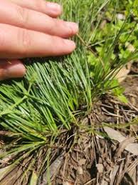 Image result for Abildgaardia ovata