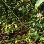 Image result for Dinophora spenneroides