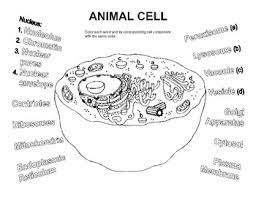 We did not find results for: Animal Cell Coloring Worksheet By Bioart Teachers Pay Teachers