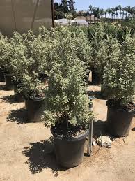 Image result for Pittosporum tenuifolium