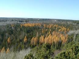 Тамарак — город в округе эйткин, штат миннесота, сша. Managing Tamarack Forests Umn Extension