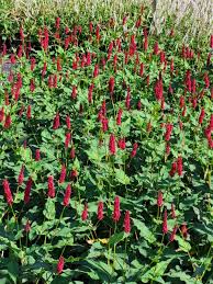 Image result for Persicaria