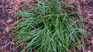 Image result for Aristida stenostachya