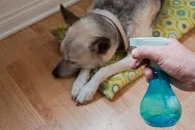 Homemade Itch Relief For Dogs With Pictures Ehow Things You Ll Need Aloe Vera Witch Hazel Chamomile Oatmeal Blender Sp Dog Allergies Itchy Dog Dog Shampoo