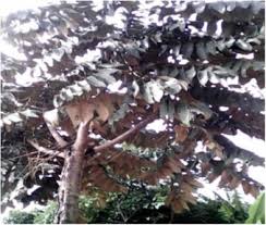 Image result for Polyscias fulva