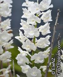 Image result for Rhynchosia sordida