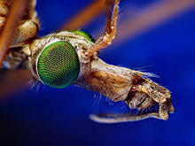 A roach can survive for a long time without eating. Crane Fly Wikipedia