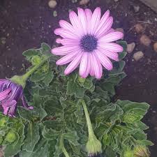 Image result for Dimorphotheca