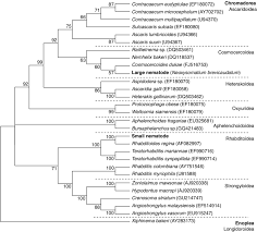 Horsehair worms and the grasshopper nematode parasite, mermis nigrescens, are both harmless to humans. Neighbour Joining Tree Showing The Relationship Of The Two Nematodes Download Scientific Diagram
