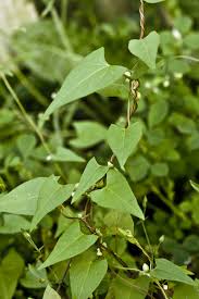Image result for Fallopia convolvulus