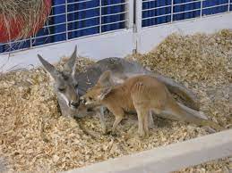 Petting Zoo At Texas State Fair Texas State Fair State Fair Pet Birds