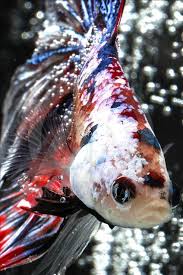 Credit to @artiscupangindonesia on instagram as the owner. Beautiful Betta Fish Varieties Anadolu Agency