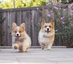 Why buy a corgi puppy for sale if you can adopt and save a life? Corgi Breeders In California Top 7 2021 We Love Doodles