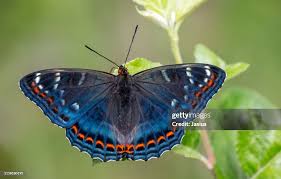 Image result for Limenitis populi