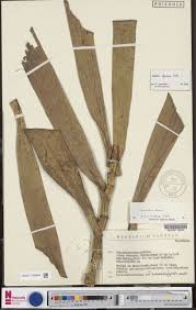 Image result for Indigofera paracapitata